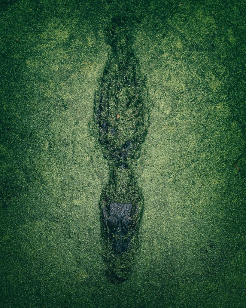 Alligator Swamp Thing